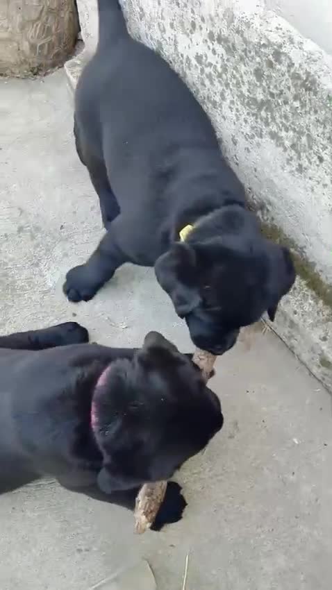 Labrador cani in vendita: Labrador Retriever neri linee inglesi  - Video 2