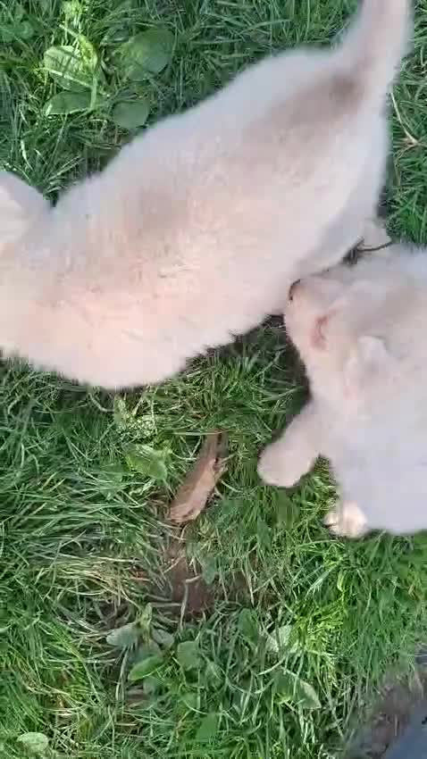 Husky cani in vendita: Siberian husky  - Video 4
