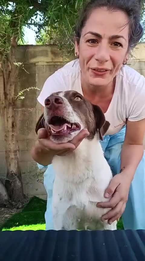 Meticcio cani in regalo: Giada - Video 1