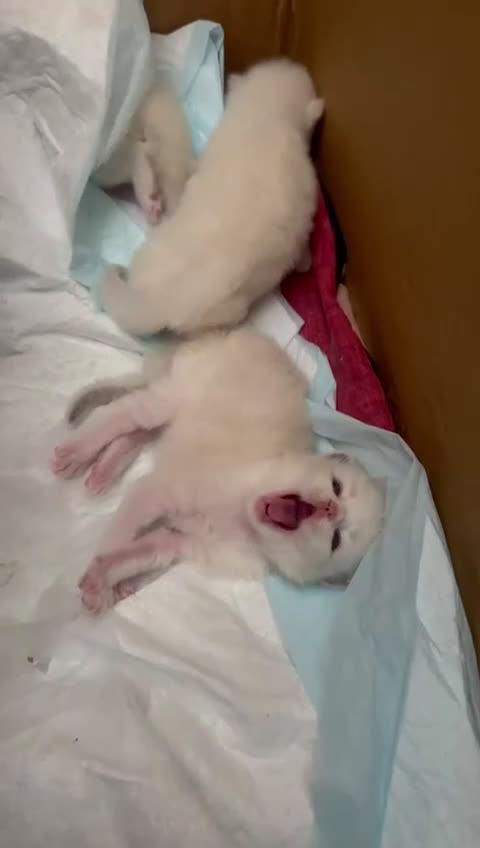 Ragdoll gatti in vendita: Cuccioli Ragdoll  a Libero consorzio comunale di Siracusa - Video 1