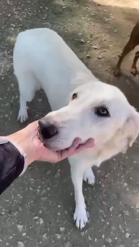 Meticcio cani in regalo: SOS SOS SOS ZULEYA - Video 1