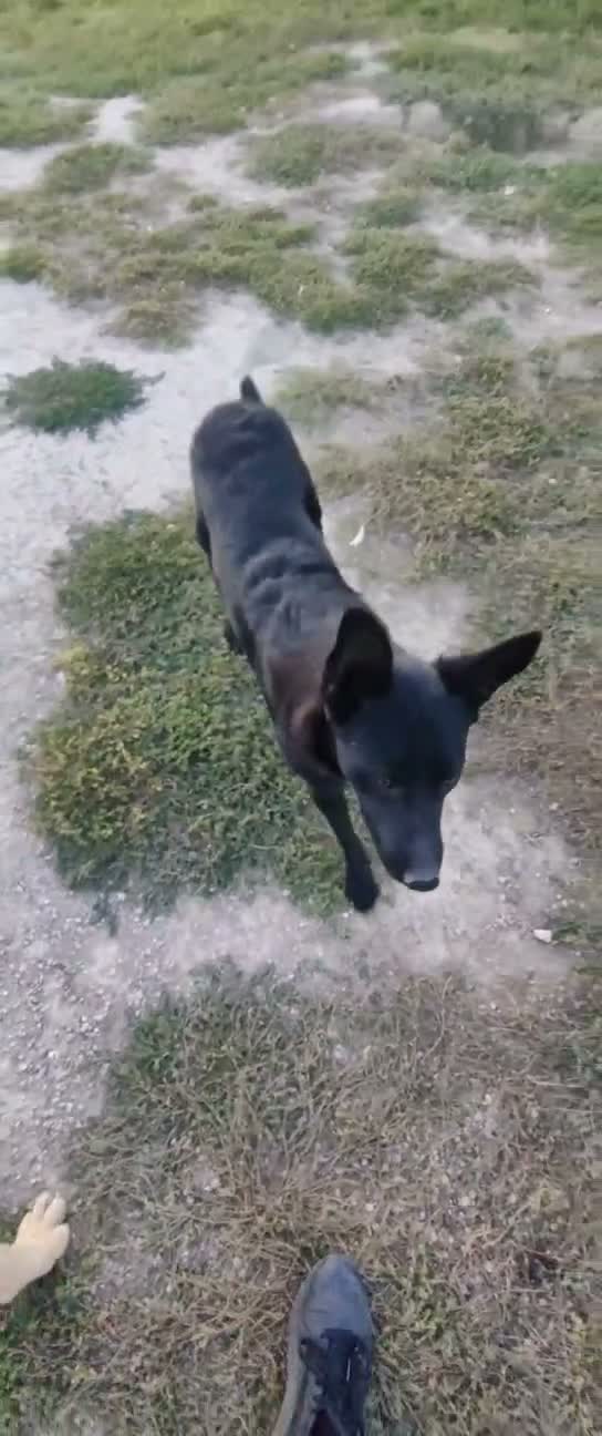 Meticcio cani in regalo: Tommy: cucciolone socievole e affettuoso  - Video 3