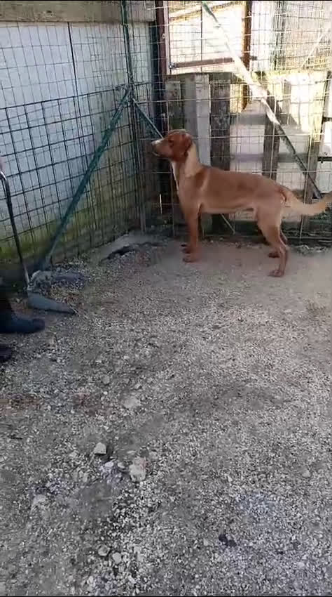 Meticcio cani in regalo: CORFU' è RIMASTO SOLO a Città metropolitana di Roma Capitale - Video 3