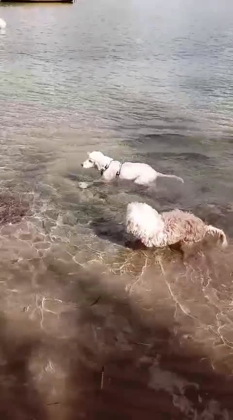 Meticcio cani in regalo: Toby in tutto il suo splendore - Video 1