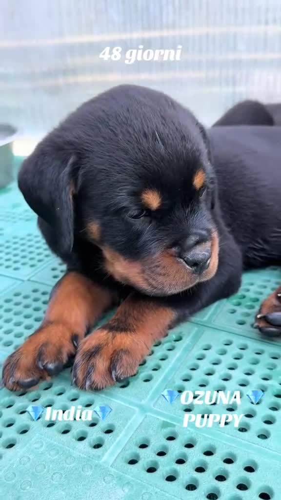 Rottweiler cani in vendita: Cuccioli di Rottwelier con pedigree  - Video 2