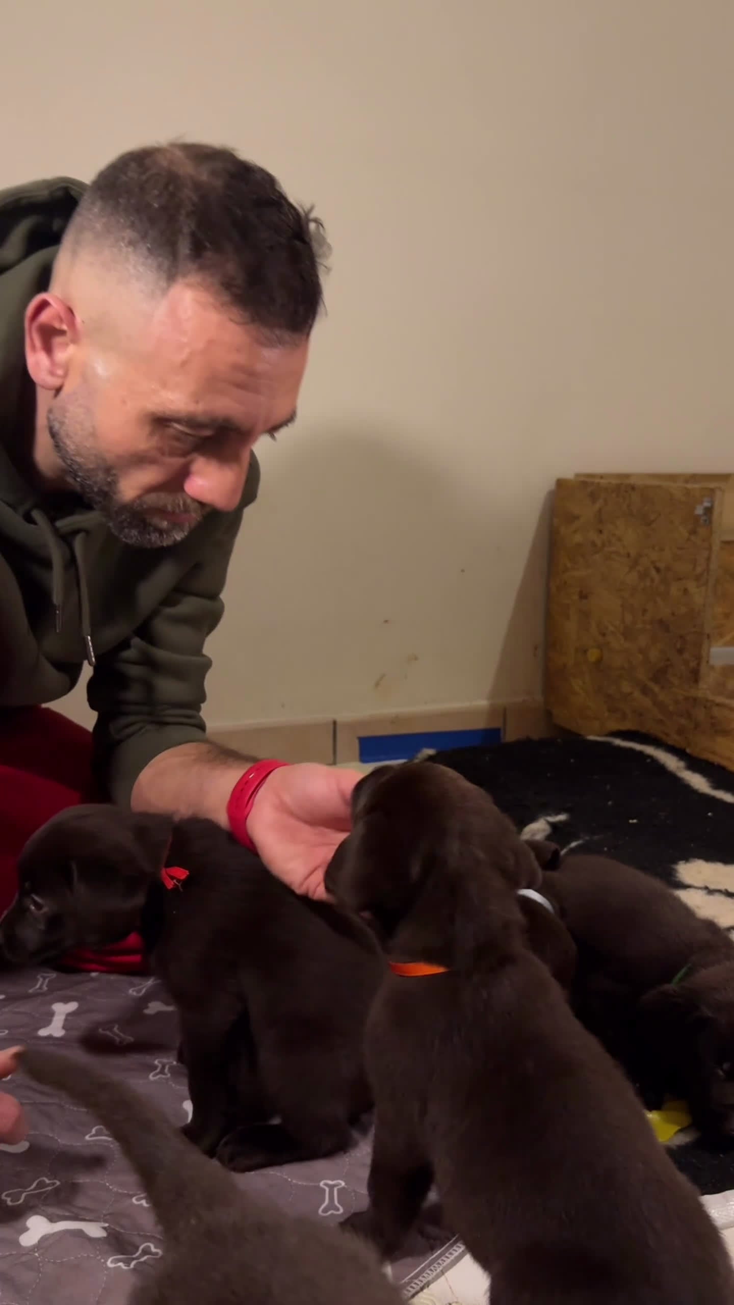 Labrador cani in vendita: Labrador Cioccolato - Video 5