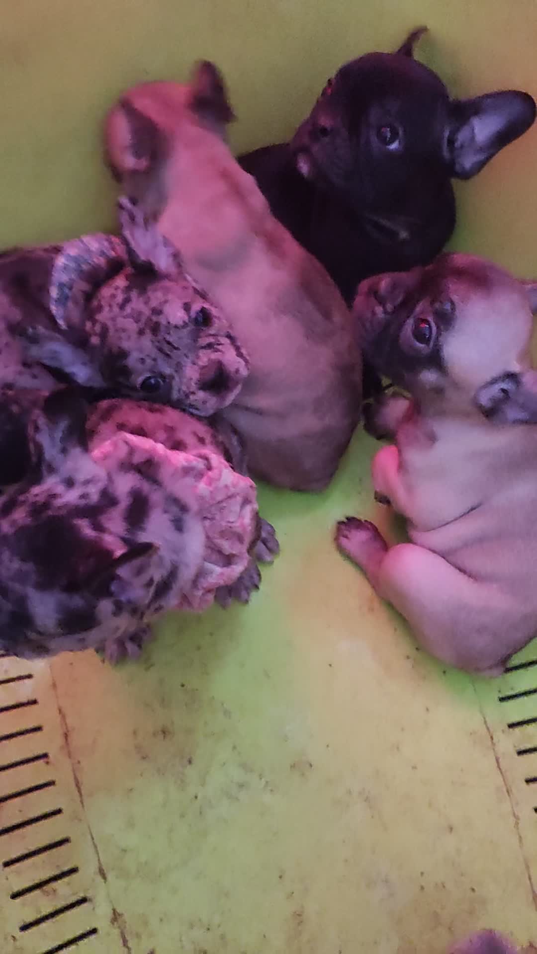 Bulldog Francese cani in vendita: Cuccioli esotici di bulldog francese  - Video 1