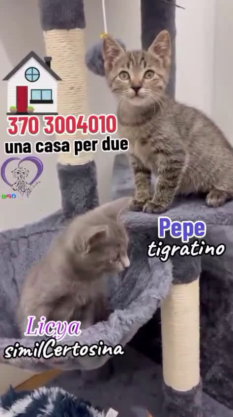 Certosino gatti in regalo:  ADOZIONE DI COPPIA  - Video 1