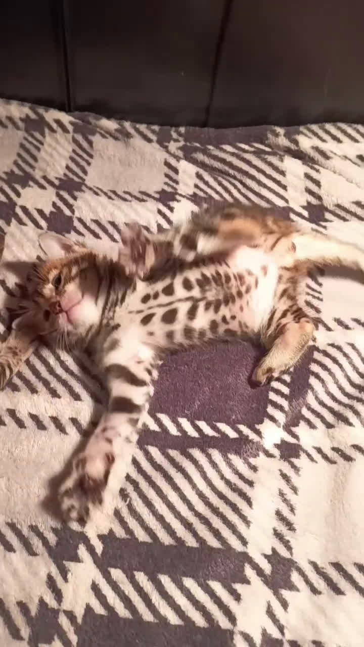 Bengala gatti in vendita: meravigliosi feminucce bengala  - Video 1