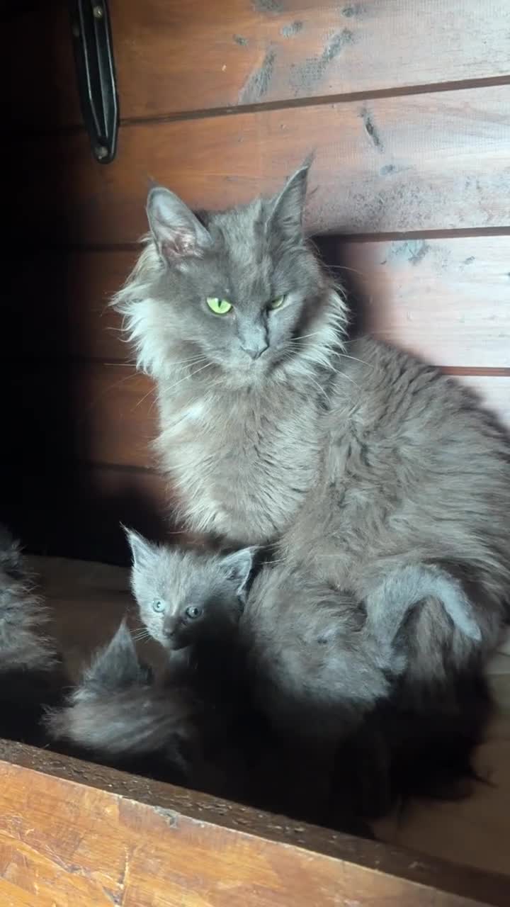 Maine Coon gatti in vendita: Cuccioli maine coon manto nero - Video 2