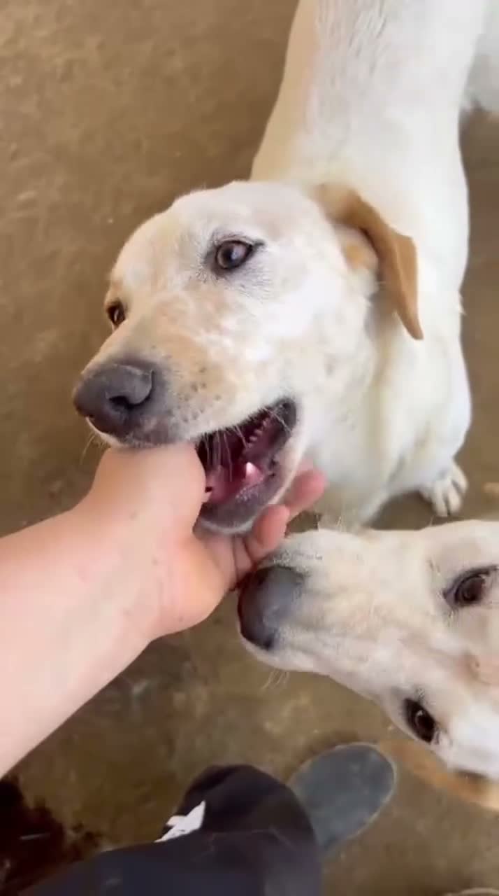 Meticcio cani in regalo: Billy e Kevin a Provincia di Isernia - Video 1