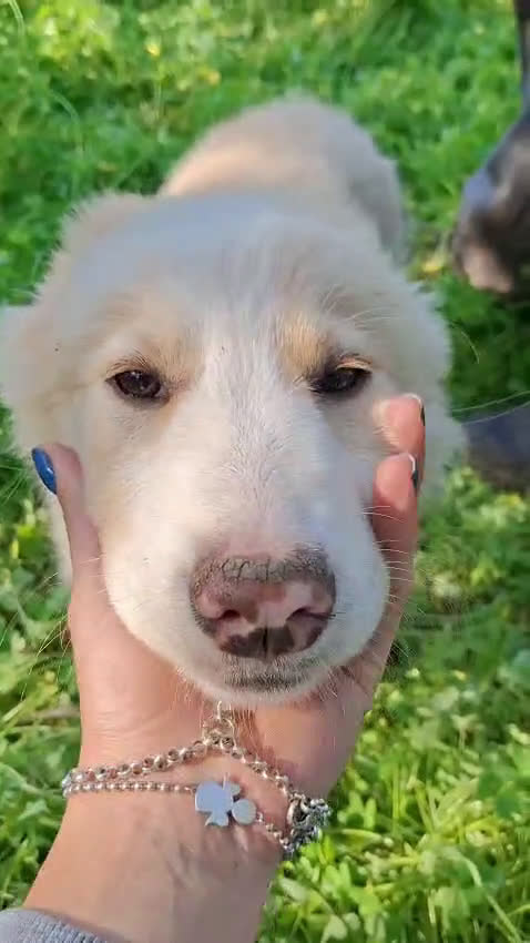 Meticcio cani in regalo: ADA CERCA CASA 🏡 - Video 1