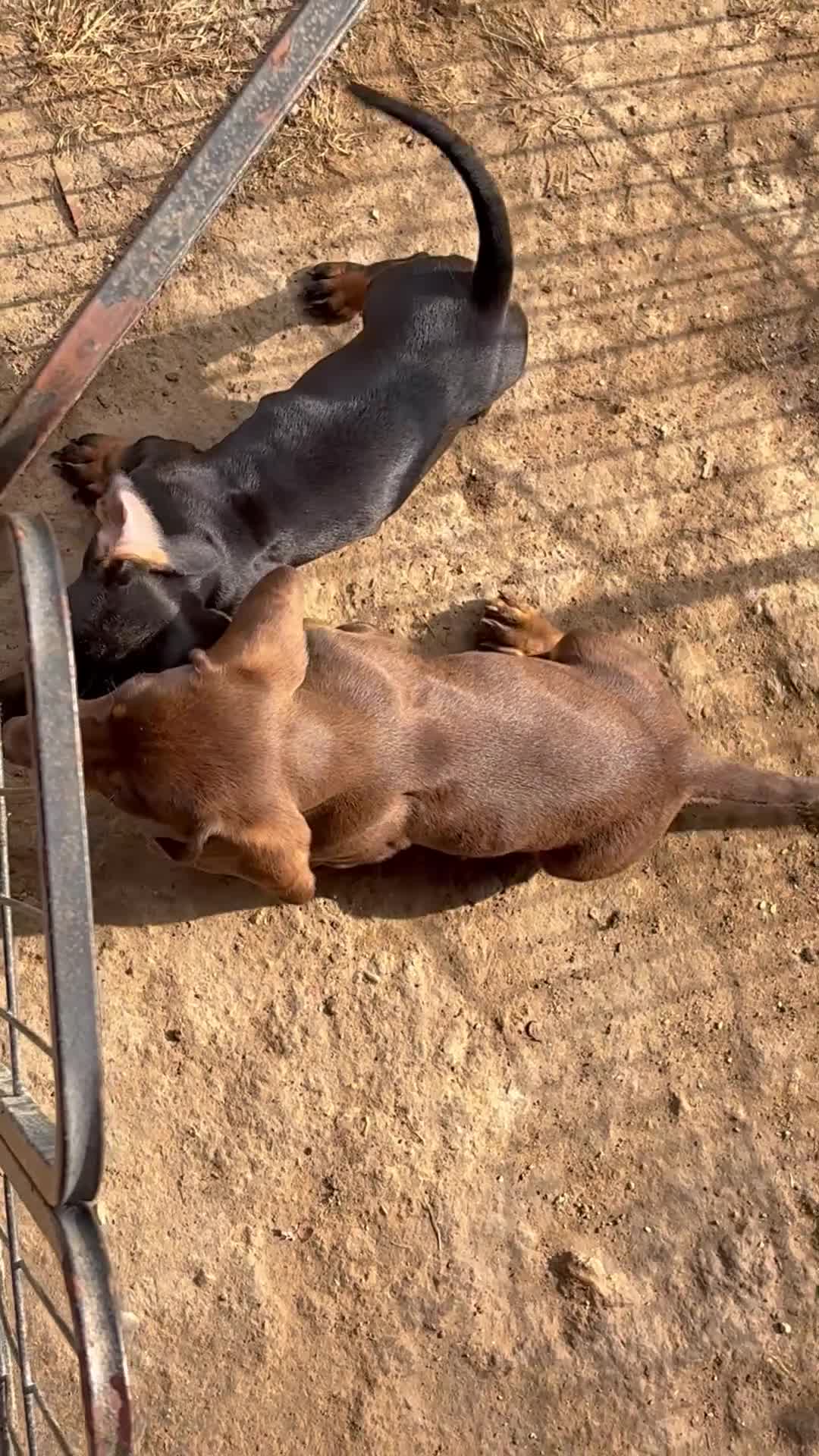 Bassotto cani in vendita: Bassotto - Video 1