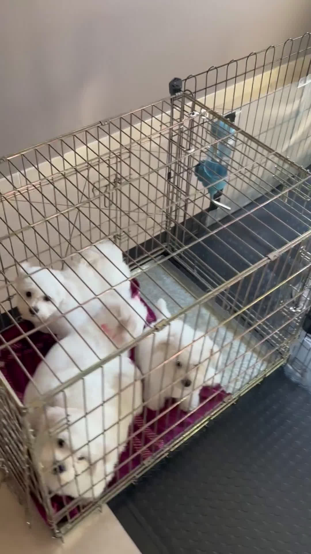 Bichon cani in vendita: Bichon à poil frisè - Video 1