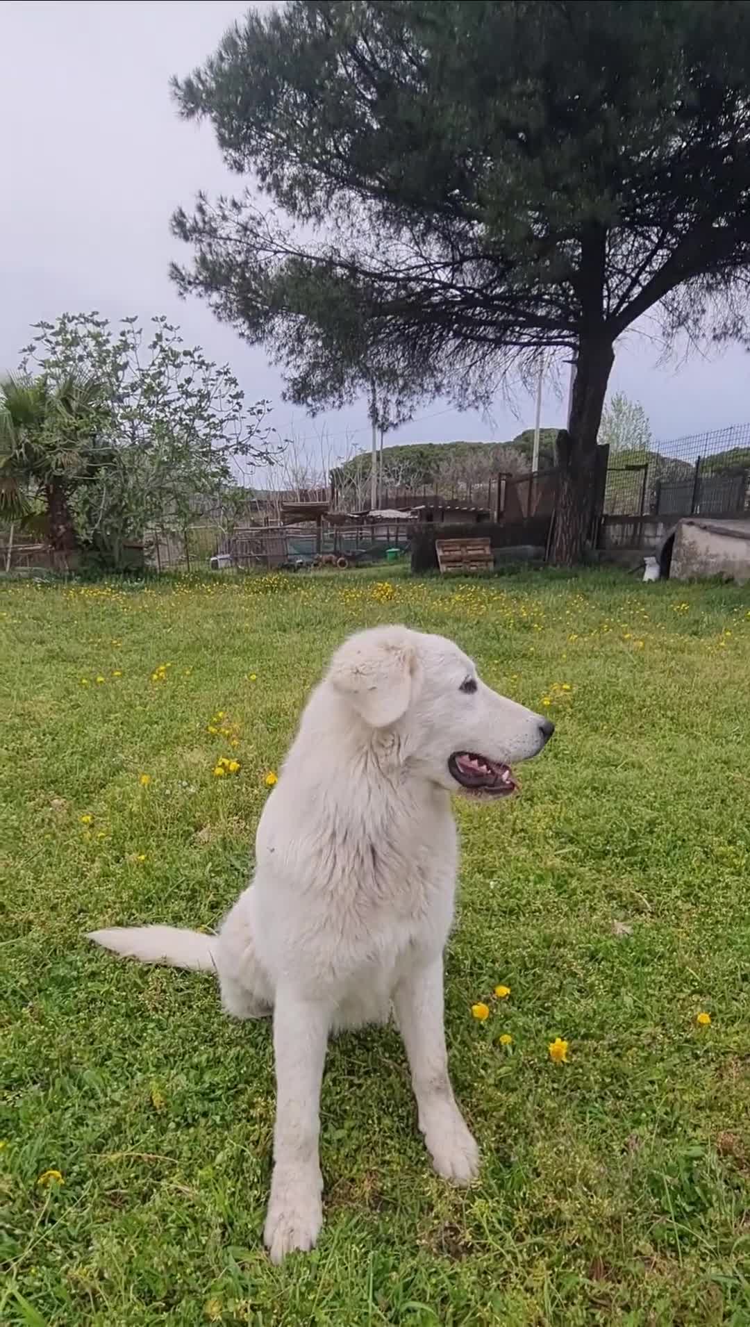Pastore Abbruzzese Maremmano cani in regalo: Bella cucciolona giocosa - Video 3