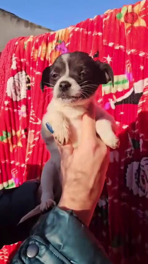 Meticcio cani in regalo: Olivetta: 2 mesi taglia piccola  - Video 1