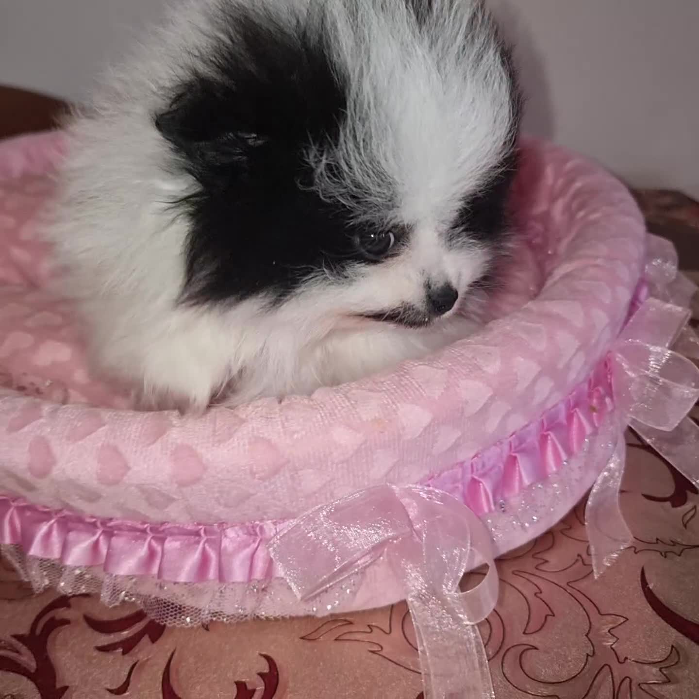 Volpino Pomerania cani in vendita: Spitz Tedesco Nano  - Video 2