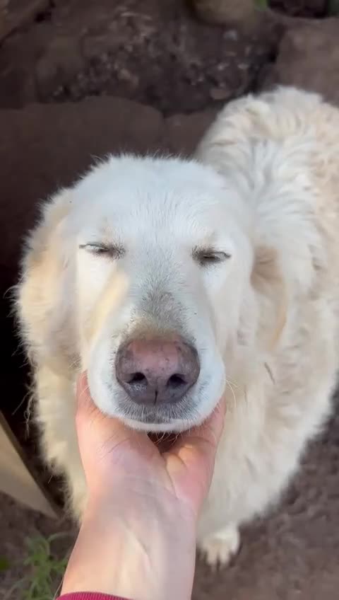 Meticcio cani in regalo: Bianca splendida simil Maremmano cerca casa - Video 2