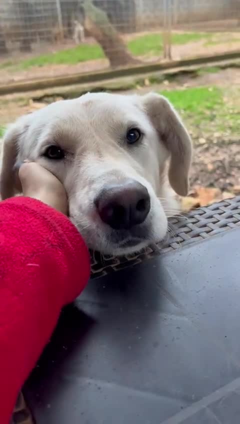 Meticcio cani in regalo: Bijoux e Tobia fratelli bravi e inseparabili - Video 2