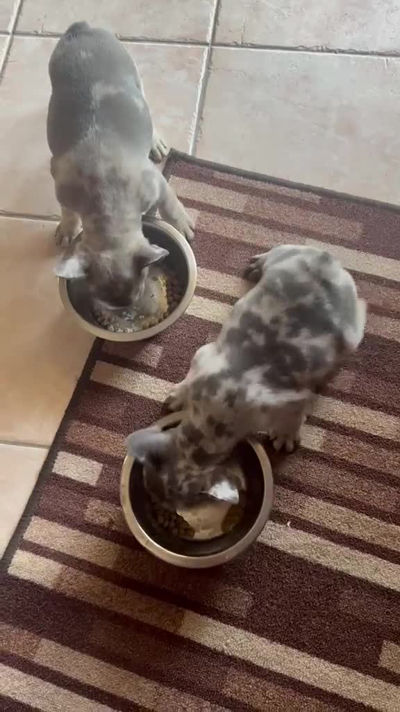 Bulldog Francese cani in vendita: RIO!! - Video 2