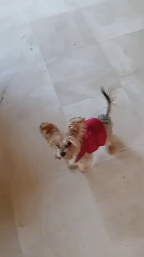 Yorkshire cani in regalo: Splendida Yorkshire - YORKI - Video 2