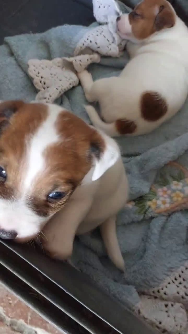Jack Russell cani in vendita: Vendo cucciolo maschio Jack Russel con pedigree  a Città Metropolitana di Firenze - Video 1