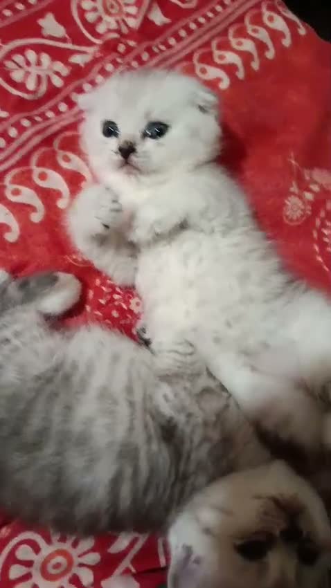 Scottish gatti in vendita: Scottish HIGHLAND FOLD CHINCHILLA + kit REGALO !!! - Video 1