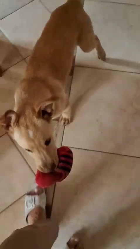 Labrador cani in regalo: Cucciolo incrocio labrador  - Video 1