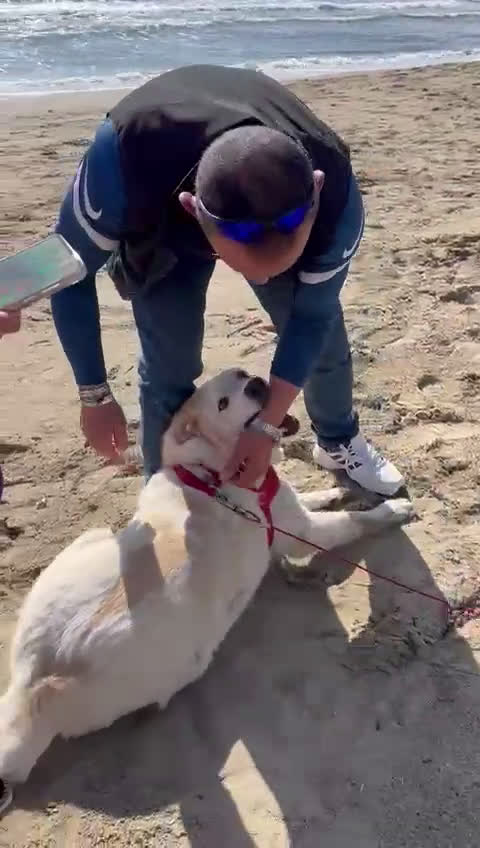 Meticcio cani in regalo: Nuage: cucciolona taglia media socievole  a Città Metropolitana di Genova - Video 2