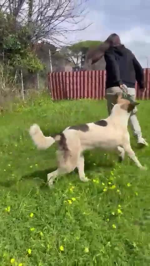 Meticcio cani in regalo: Maya: bellissima principessa taglia grande  - Video 3