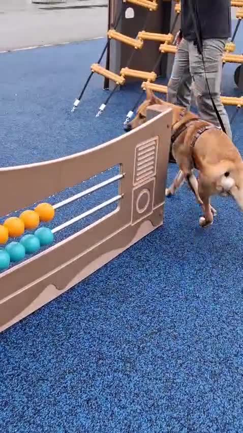 Meticcio cani in regalo: SIMBA CAGNOLINO ALLEGRO - Video 2