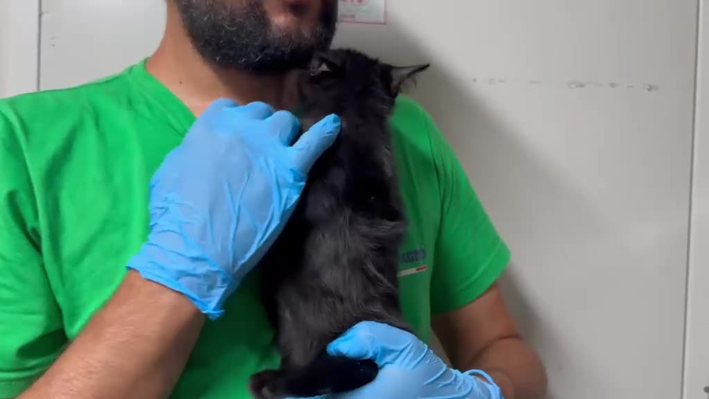 Europeo gatti in regalo: GATTINO NERO - Video 1