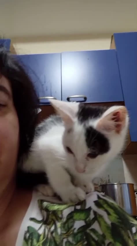 Meticcio gatti in regalo: IL PICCOLO BIANCO - Video 1