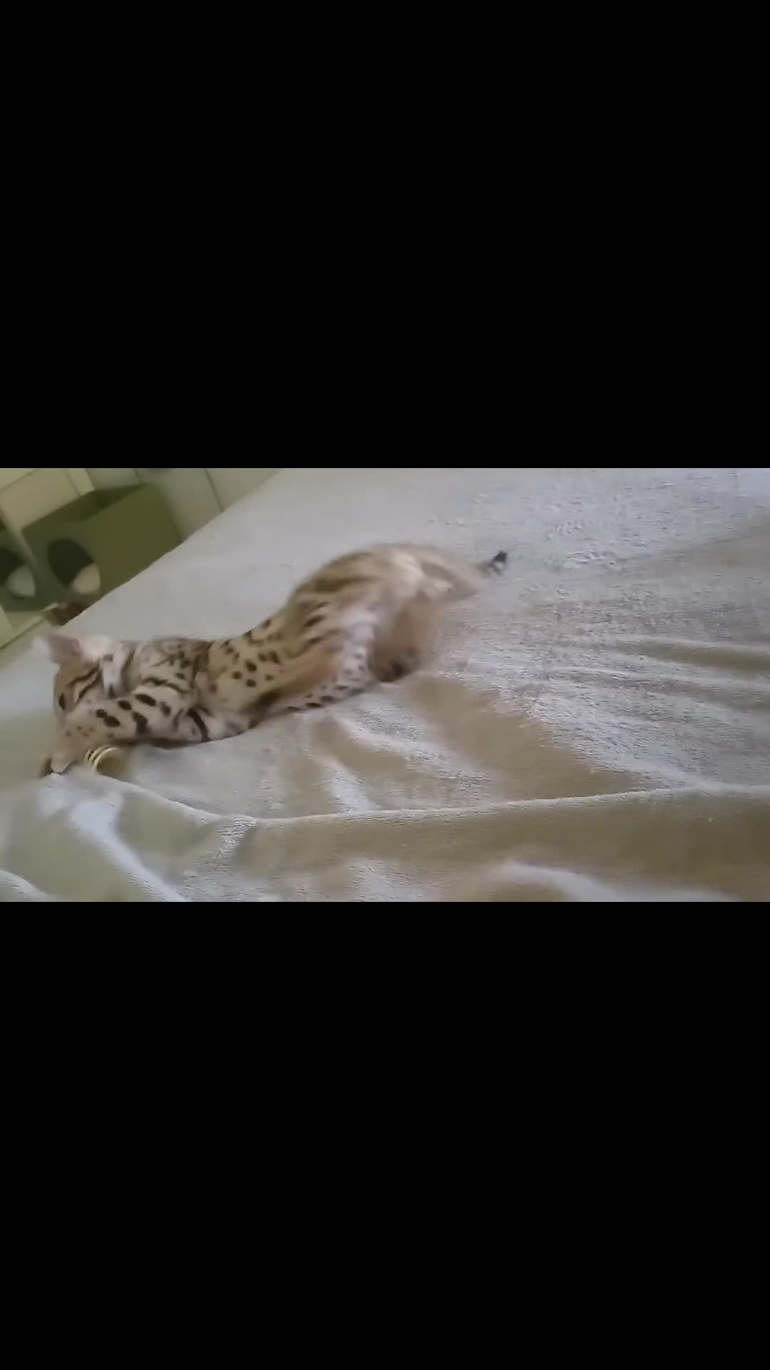 Bengala gatti in vendita: Gatto del Bengala  - Video 1