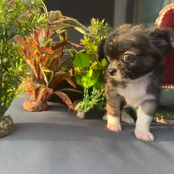 Chihuahua cani in vendita: chihuahua a pelo lungo boy e girl pedigree enci  - Video 2
