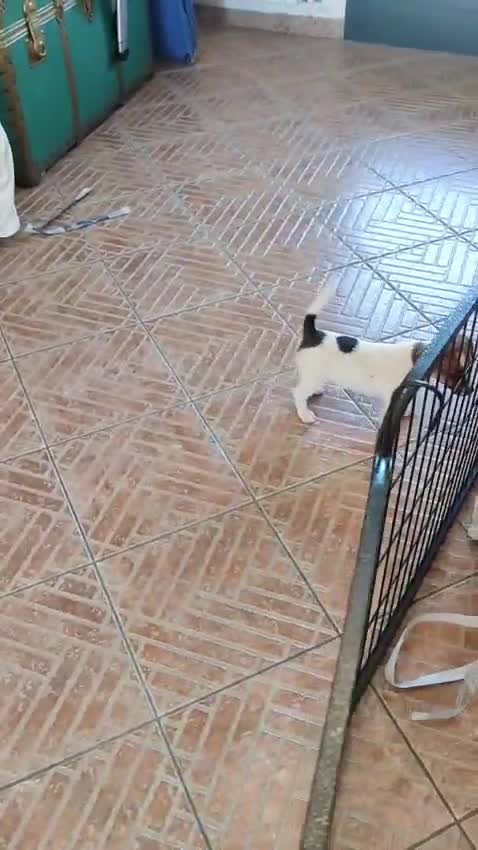 Jack Russell cani in vendita: Cucciolata jack Russell terrier con pedigree  - Video 2