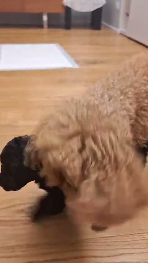Barboncino Toy cani in vendita: Ultimo Barboncino Toy Nero - Video 1