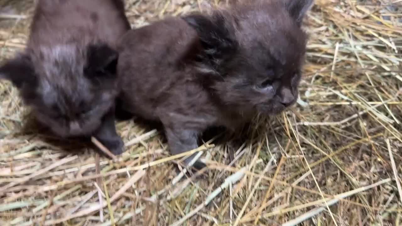 Maine Coon gatti in vendita: Cuccioli maine coon manto nero - Video 2
