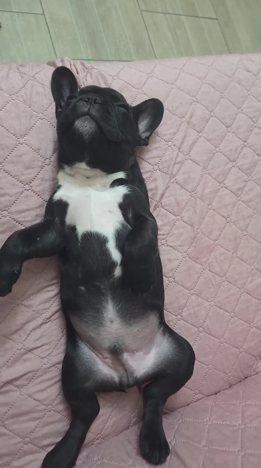 Bulldog Francese cani in vendita: Bulldog francese maschio-cucciolo disponibile  - Video 1