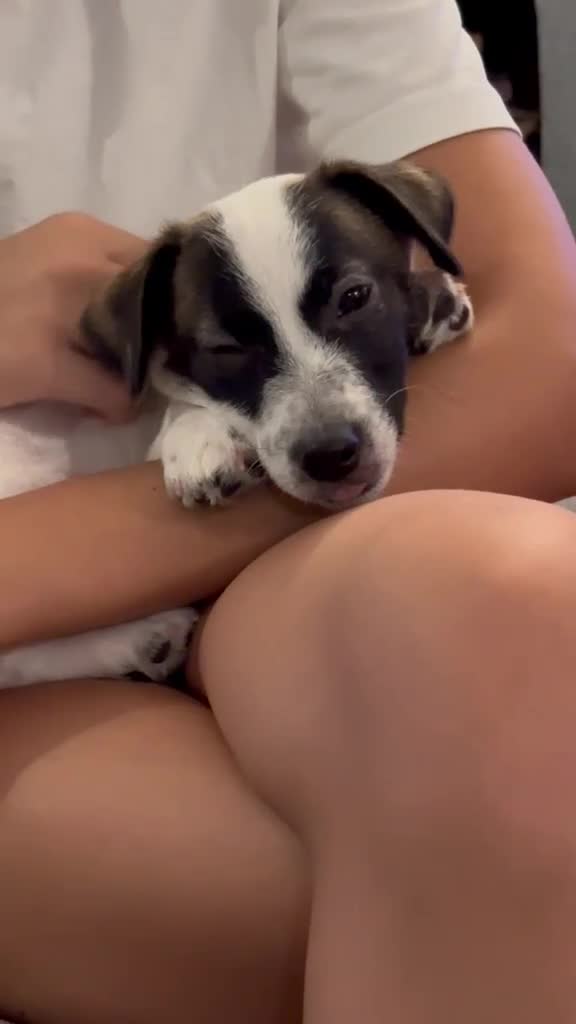 Jack Russell cani in vendita: 𝕊𝕋𝕌ℙ𝔼ℕ𝔻𝕀 ℂ𝕌ℂℂ𝕀𝕆𝕃𝕀 𝕁𝔸ℂ𝕂 ℝ𝕌𝕊𝕊𝔼𝕃𝕃 a Città metropolitana di Roma Capitale - Video 4