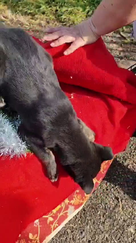 Meticcio cani in regalo: CANDY 3 mesi taglia piccola mix Shiba - Video 1