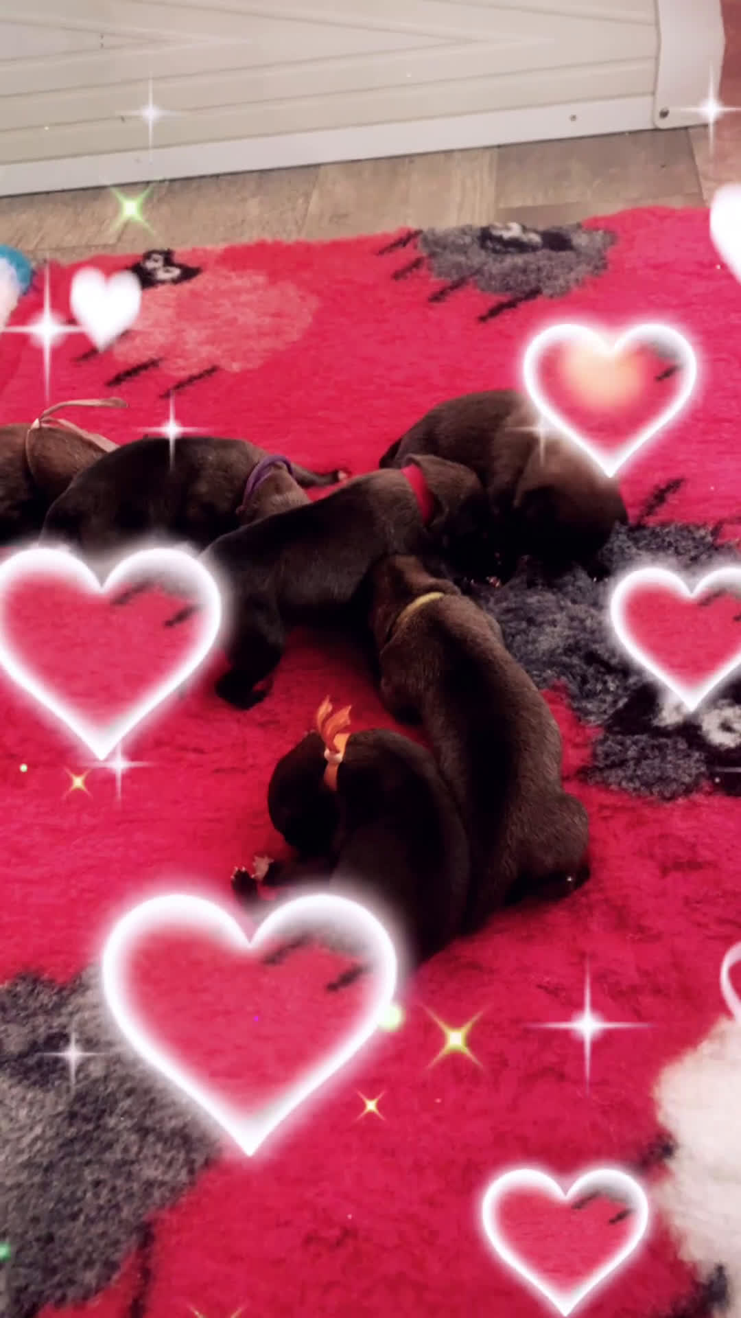 Pastore Belga cani in vendita: Cucciolo pastore belga Malinois  - Video 1