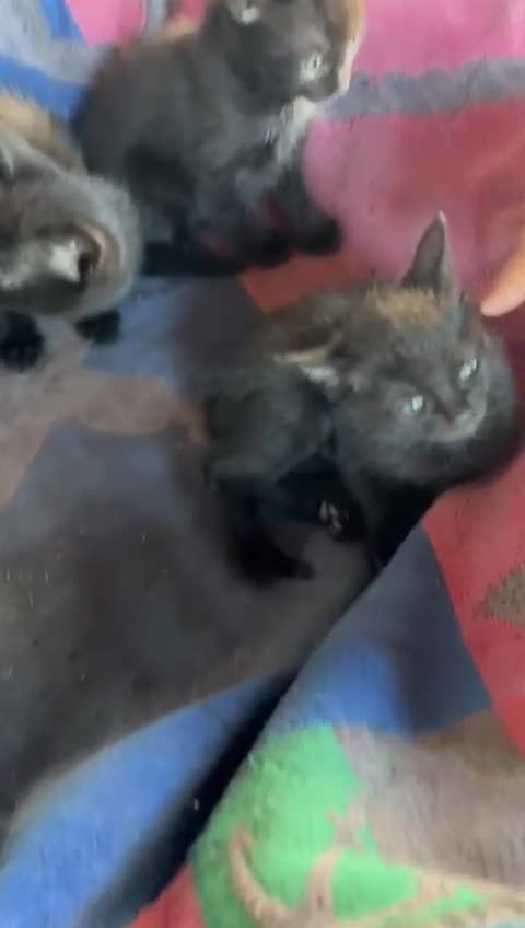 Europeo gatti in regalo: quattro gattini neri di due mesi - Video 1