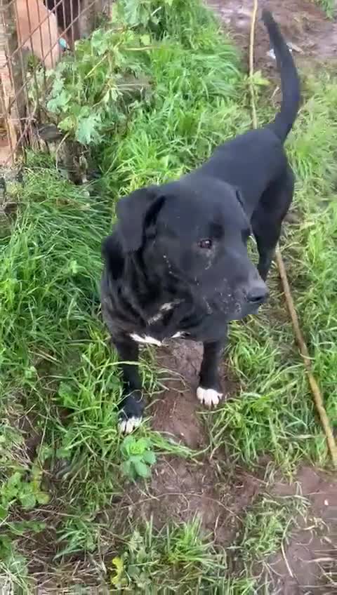 Meticcio cani in regalo: Pluto splendido cagnolone cerca casa  - Video 1