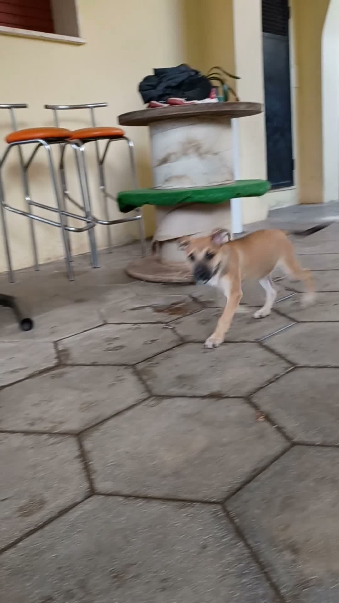 Meticcio cani in regalo: Ofelia doclissima cucciola in adozione a Città Metropolitana di Firenze - Video 1