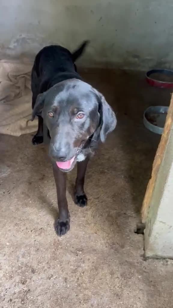 Meticcio cani in regalo: Roby meraviglioso giovanotto simil Labrador - Video 2