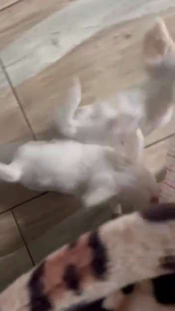 Chihuahua cani in vendita: Vendo splendida femminuccia di Chihuahua - Video 2