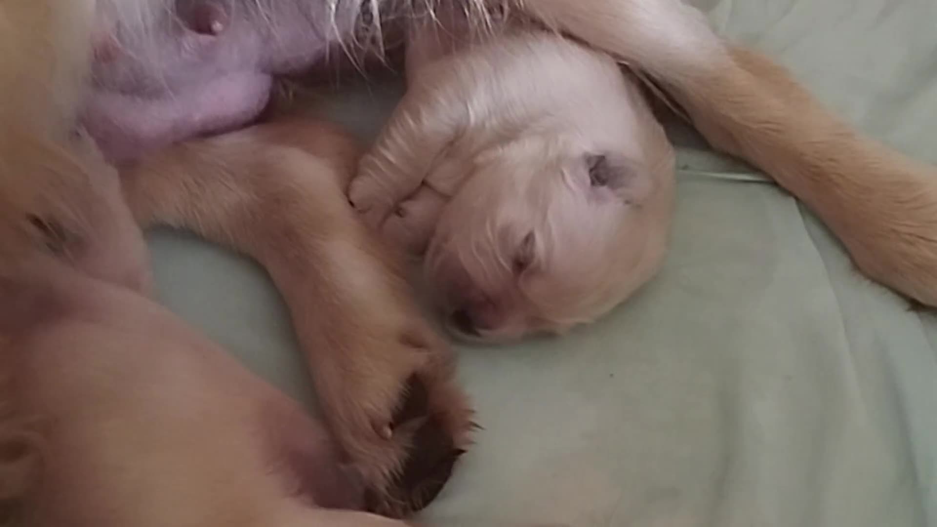 Golden Retriever cani in vendita: Golden sel. caratterialmente/morfologicamente  a Provincia di Ferrara - Video 1