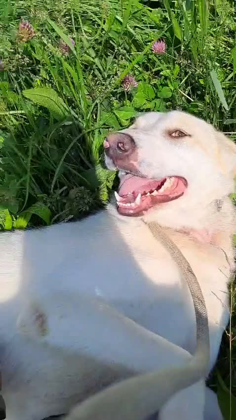 Meticcio cani in regalo: MOLLY  - Video 2