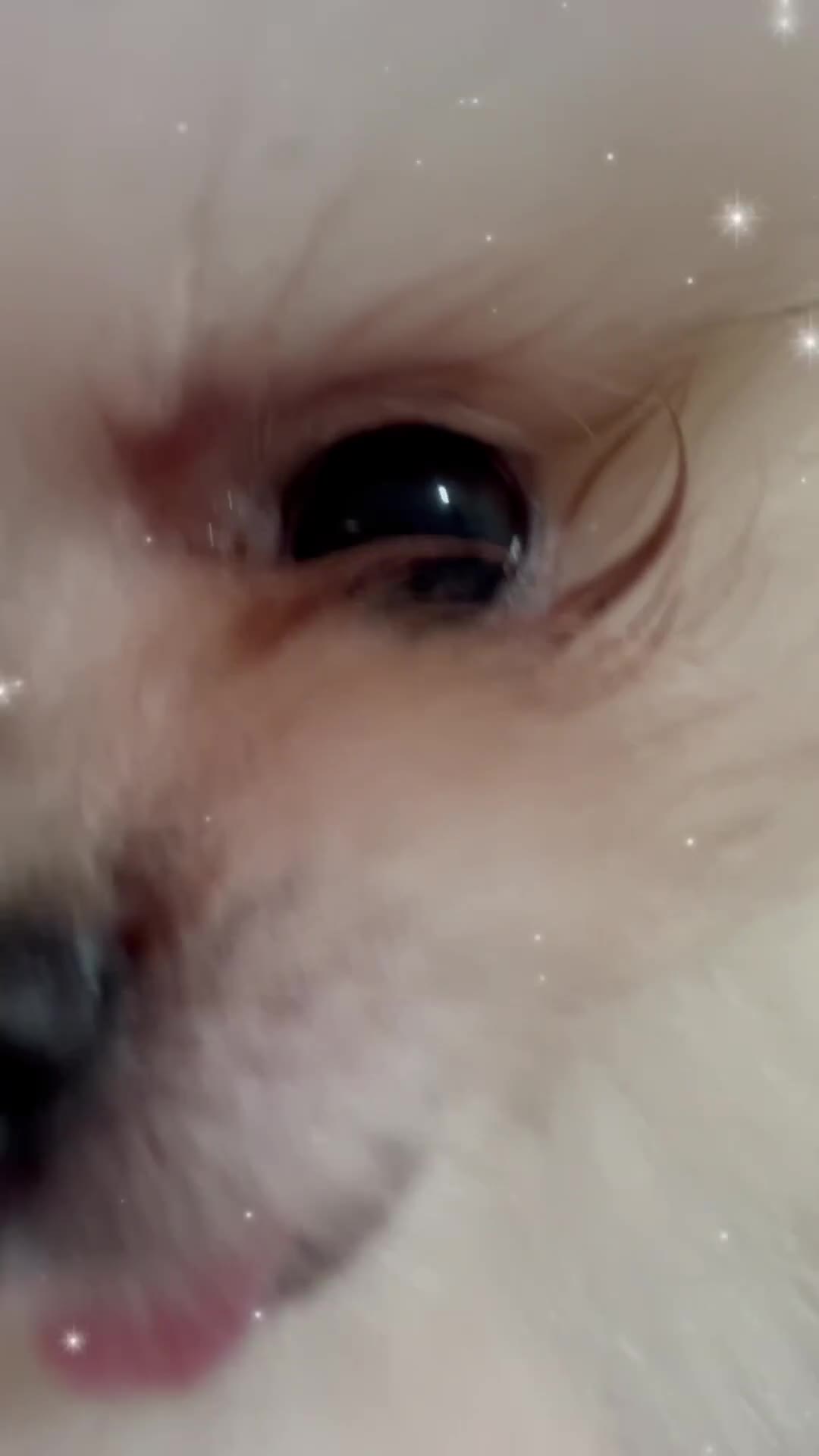 Volpino Pomerania cani in vendita: Cuccioli volpino di pomerania a Città metropolitana di Roma Capitale - Video 1